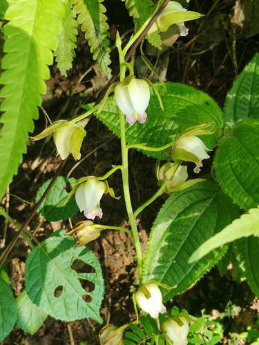 Eulophia nuda observed 2026-08-30