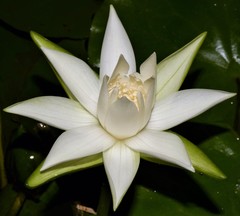Nymphaea glandulifera