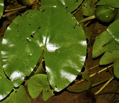 Nymphaea glandulifera