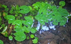 Nymphaea glandulifera