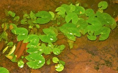 Nymphaea glandulifera