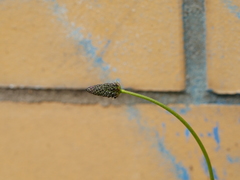 Plantago lanceolata