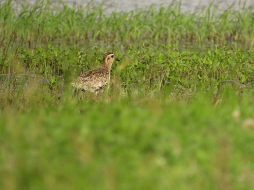 Pacific Golden-Plover