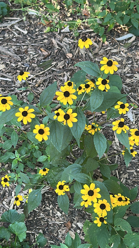 brown-eyed Susan