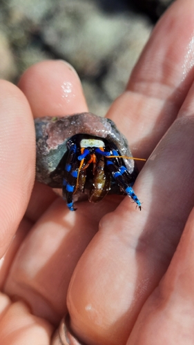 Calcinus elegans observed 2026-08-30
