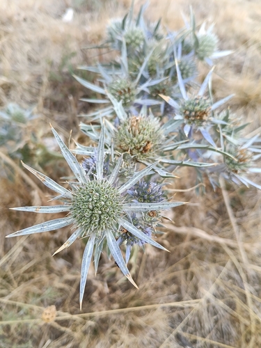Italian Eryngo