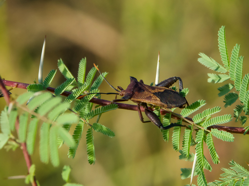 Mozena lunata