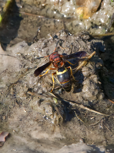 Euodynerus crypticus