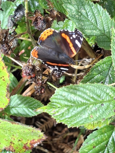 Red Admiral