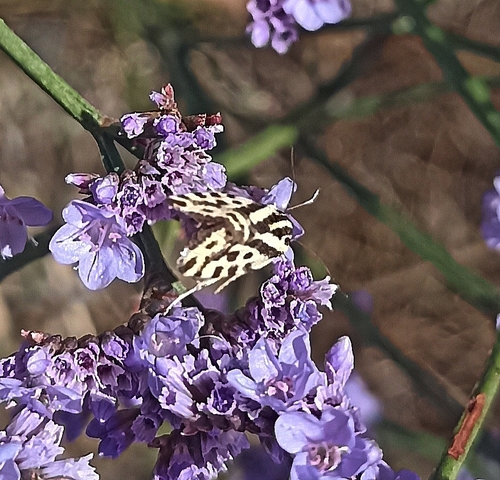 Spotted Sulphur