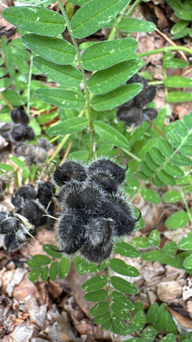 Chickpea Milkvetch