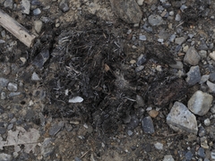 Canis lupus italicus