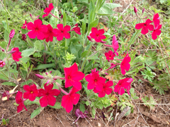 Phlox drummondii drummondii