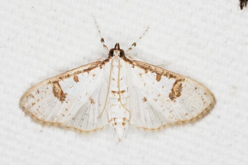 Inkblot Palpita Moth photo 4