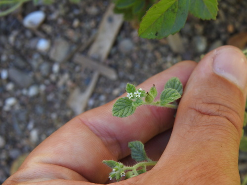 Heliotropium supinum, photograph 1