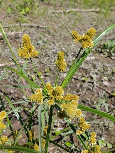 clustered flatsedge