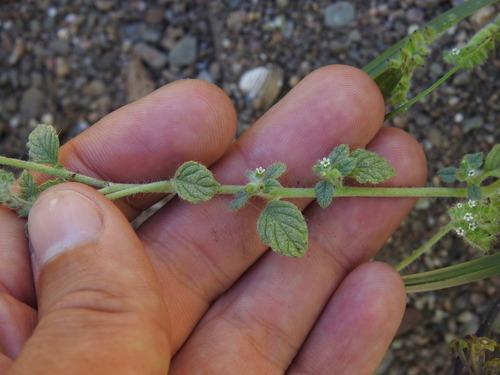 Heliotropium supinum, photograph 2