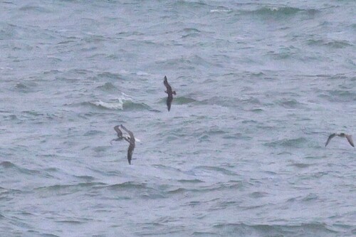 Parasitic Jaeger, Schoorl, Nederland, photo 8 of 10