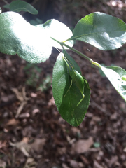 Paracyrtophyllus robustus