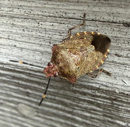 Bronze Shield Bug