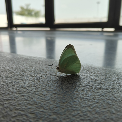 Mottled Emigrant