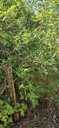 Blackthorn