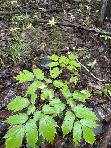white baneberry