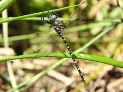 Archaeosynthemis leachii