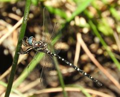 Archaeosynthemis leachii