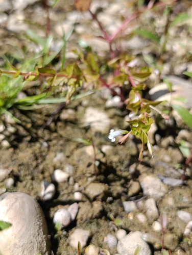 Yellowseed False Pimpernel