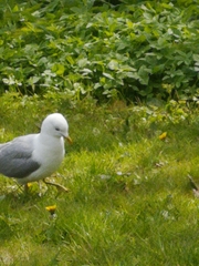 Larus canus