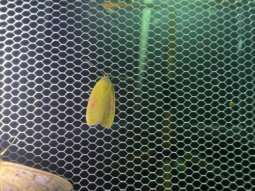 Earias roseifera