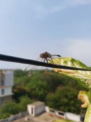 Orthetrum sabina
