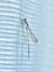 Agriocnemis pieris