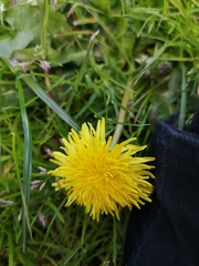 Taraxacum officinale