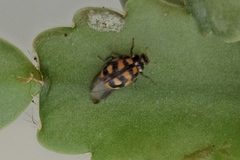Hippodamia arctica