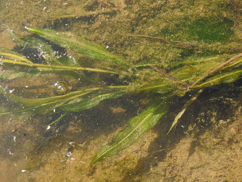 Potamogeton schweinfurthii, photograph 1