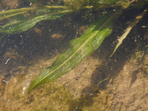 Potamogeton schweinfurthii