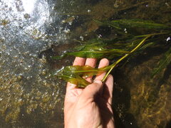 Potamogeton schweinfurthii, photograph (c) Duarte Frade, some rights reserved (CC BY)