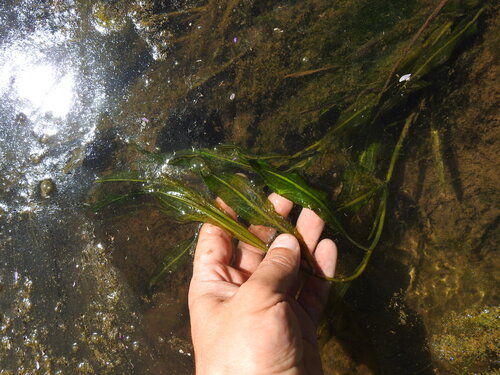 Potamogeton schweinfurthii, photograph 3
