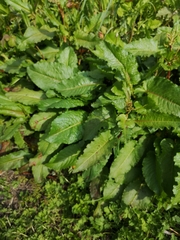 Rumex obtusifolius