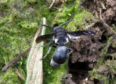 Xenorhynchium nitidulum