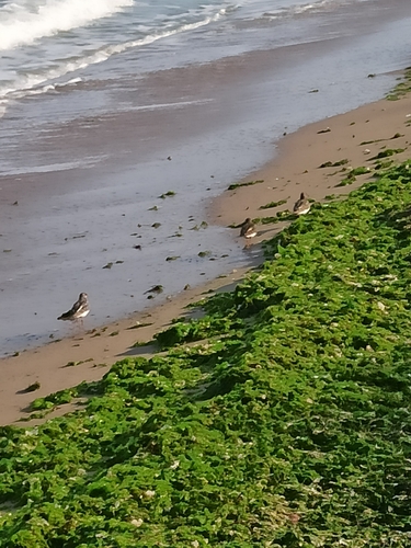 Ruddy Turnstone
