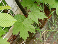 Acer platanoides