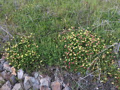 Trifolium fucatum