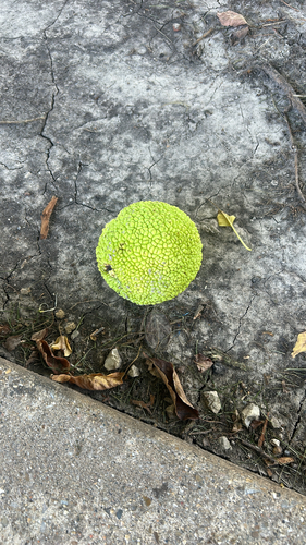 Osage-orange