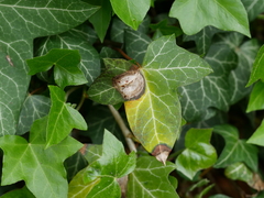 Hedera helix