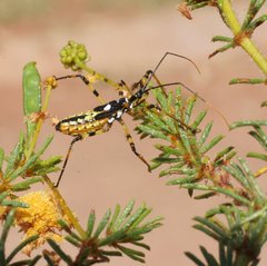 Poecilosphodrus gratiosus