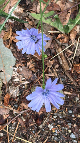 chicory