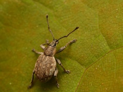 Peritelus sphaeroides